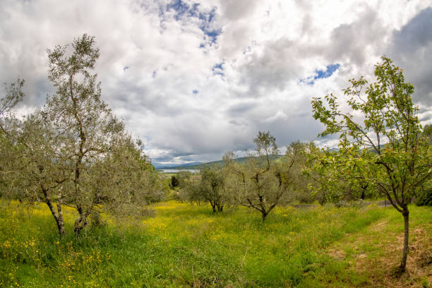 Uliveto con vista sul Lago di Bilancino